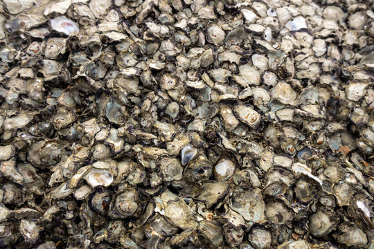 Close up shot of dense rock oyster shells layer covering coastal rock surface.