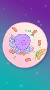 Animal cell structure seamless loop nucleus organelles mitochondria biology diagram vertical pink cell with Golgi apparatus and endoplasmic reticulum on teal purple for biology lessons and school