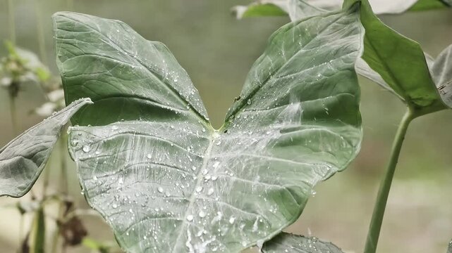 Water pouring on taro leaf in rain close up