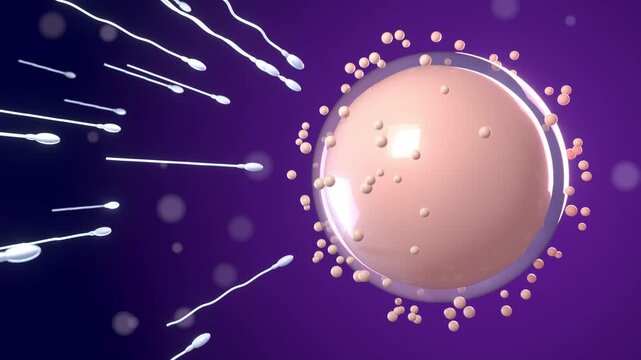 Sperm egg fertilization seamless loop conception reproduction IVF fertility ovum sperm cells swim toward a pink egg cell on purple for fertility clinics reproductive health and biology lessons