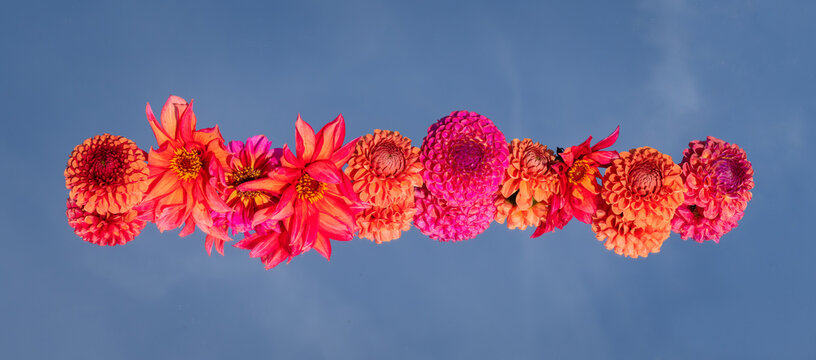 abstract art with row of red, orange and pink dahlia flowers on mirror with blue sky