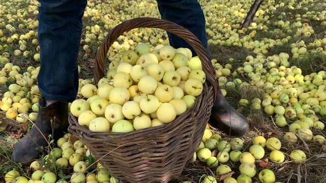 A hand places a few more ripe apples into the basket. The gardener's legs are visible, clad in blue jeans and work shoes. The atmosphere of the photograph is imbued with a rustic aesthetic and the spi