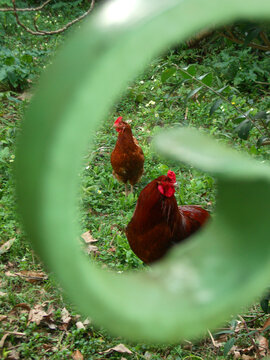 Dos gallinas en el campo a trav&eacute;s de la silueta de la cerca