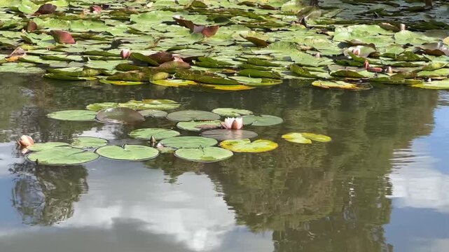 water lily in the pond