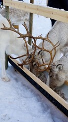 reindeer in the snow © Sara