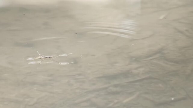 Water strider insect skating on shallow water surface in nature