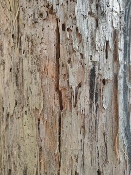 Close-up texture of decaying rotten tree bark with holes from wood-boring insects and pests