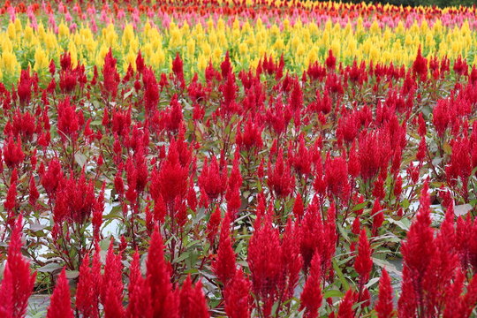 A field of cockscomb flowers