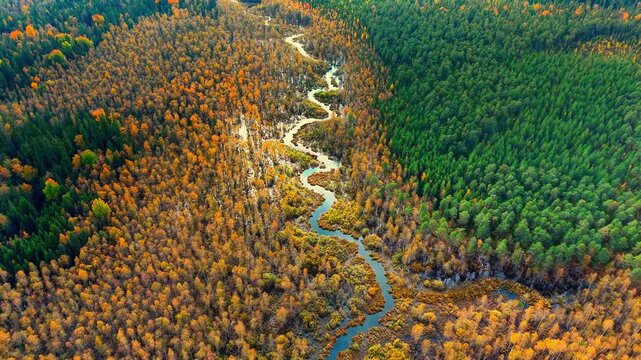 Winding river flowing through vibrant autumn forests with rich golden and green foliage