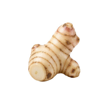 Fresh galangal root rhizome isolated on solid black background, essential Asian culinary spice