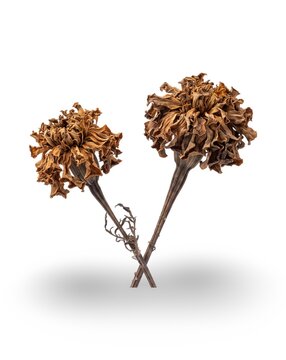 Dried Marigold Flowers Isolated on White Background