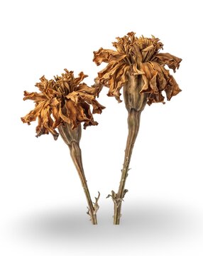 Natural Dried Marigold Blossoms Isolated on White Background