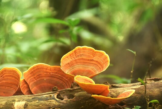 false Turkey tail fungi mushroom growth for rain season on tree trunk in Chet Kod Pong Kon Sao national park at Thailand