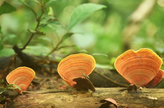 false Turkey tail fungi mushroom growth for rain season on tree trunk in Chet Kod Pong Kon Sao national park at Thailand