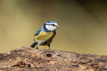 blue tit on a branch © pityke70
