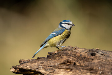 blue tit on a branch © pityke70