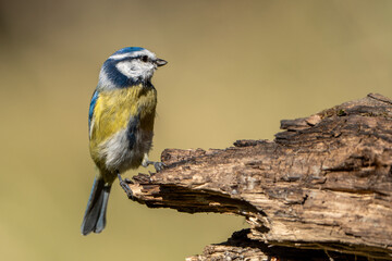 blue tit on branch © pityke70
