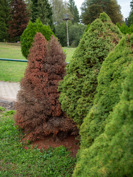 Healthy green and dried brown dwarf conifer trees growing side by side, showing a strong contrast between living and dead vegetation and plant decline in an urban landscape.