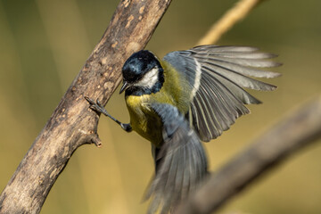 Great tit. © pityke70