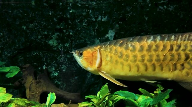 族館の水槽で水草の間を泳ぐ金色のアロワナ うろこのクローズアップ