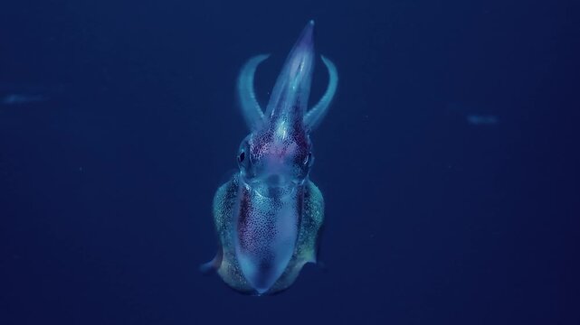 深い青色の水の中でこちらを向くイカ 水槽の正面ショット
