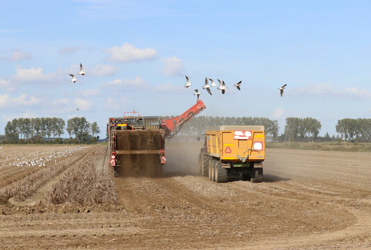 a rural scene of potato field with a big self propelled harvester and a group white seagulls flying around it in a blue sky in holland in october