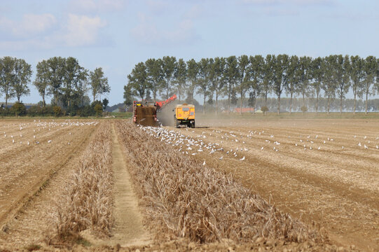 a potato field with ripe potatoes and a big group of mows in the row with the potato harvester and tractor with tipping trailer