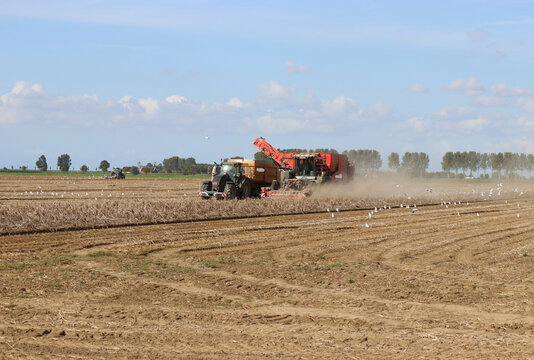 potato harvesting in the dutch countryside in zeeland at a sunny day in autumn with a self propelled potato harvester and a tractor with a tipping trailer
