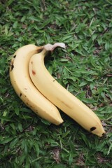 Two ripe yellow bananas © Visuit