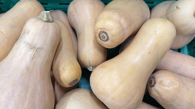 Fresh organic butternut squash vegetables in green crate at supermarket market. Close-up view of premium organic butternut squash stacked inside a plastic crate at a local grocery store, healthy raw v