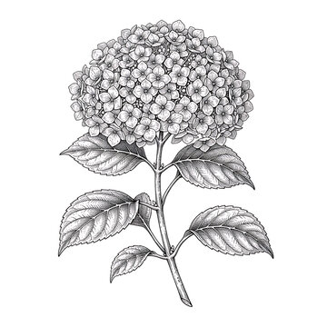 Black and white botanical illustration of a hydrangea plant