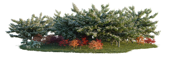 Acer palmatum, Bothrocaryum controversum and Caladium b tree line, Forest Edge, Backdrop cutout, isolate transparent background, Autumn Foliage Border - Lush Trees with Red, Green © DH Tree Stock