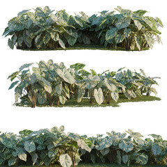 Caladium bicolor tree line, Forest Edge, Backdrop cutout, isolate transparent background, Lush Philodendron Birkin Bushes on Green Grass - Perfect for Landscaping and Garden Design © DH Tree Stock
