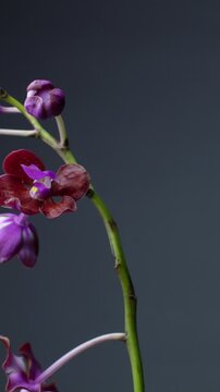 Close-up shot of a flowering purple orchid stem slowly rotating against a plain dark background, showcasing blooms and buds in motion.
