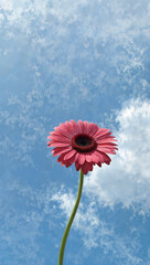 Fototapeta premium red gerber daisy on blue sky