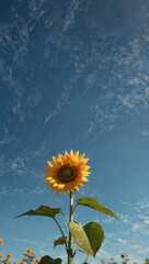 Fototapeta premium sunflower on blue sky background