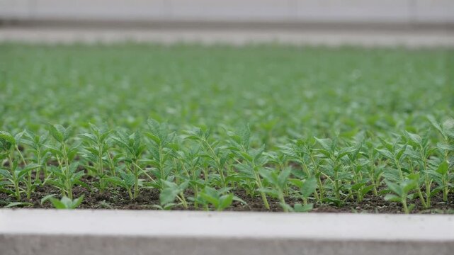 Green roof sedum leaves bending beside a concrete parapet