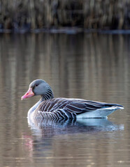 Greylag goose on the water © Tommi Syvänperä 