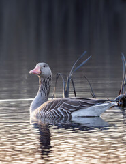 Alert greylag goose in the morning on the water © Tommi Syvänperä 