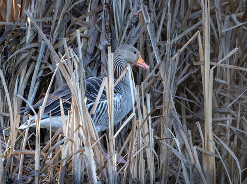 Greylag goose in the morning looking for a resting site