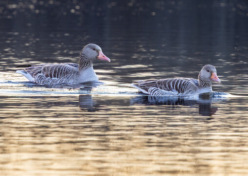 Greylag geese couple swimming in water 