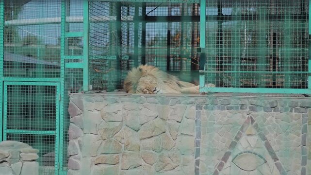 Male Lion Resting on a Raised Ledge Behind Wire Mesh