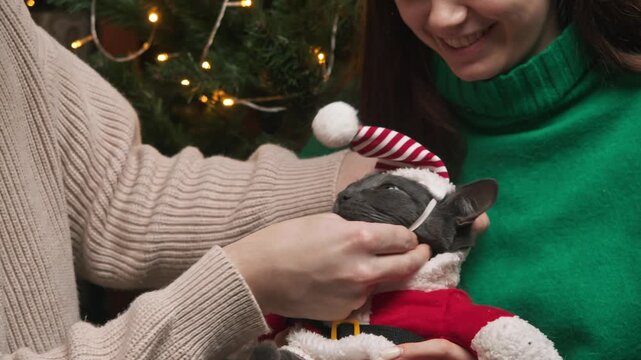 Close up shot shows hands gently putting striped Christmas hat onto cats head while pet sits in red Santa costume near decorated tree, creating cute festive home moment.