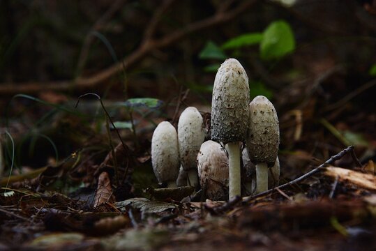 Coprinus comatus. Shaggy ink cap.Wild mushrooms
