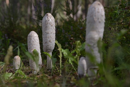 Coprinus comatus. Shaggy ink cap.Wild mushrooms