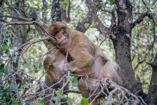 Barbary macaque sleeping in a tree, Ifrane, Morocco