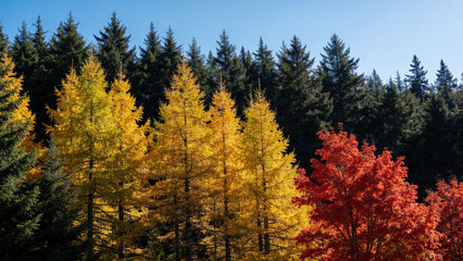 Fototapeta premium Pines larches and maples at forest edge