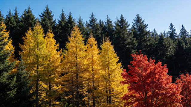 Pines larches and maples at forest edge