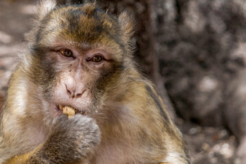 Obraz premium Barbary macaque eating a nut in Ifrane, Morocco