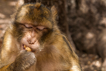 Fototapeta premium Barbary macaque eating a peanut in Ifrane, Morocco